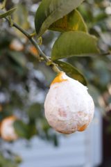 lemon eaten by possum